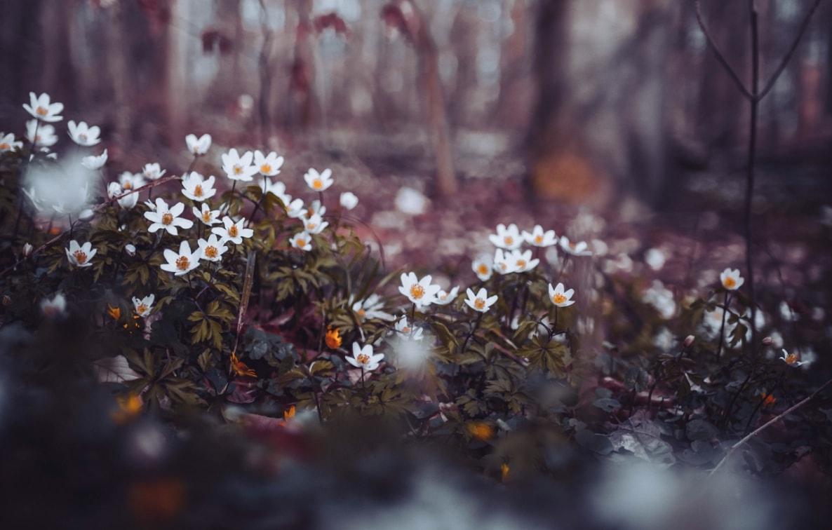 Shallow Depth of Field Shallow Depth of Field