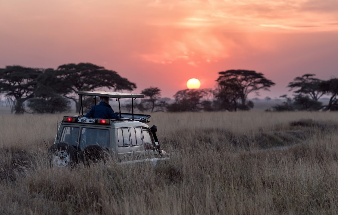 Top 5 Best Cameras For Safari + Lenses & Tripods! Top 5 Best Cameras For Safari + Lenses & Tripods!