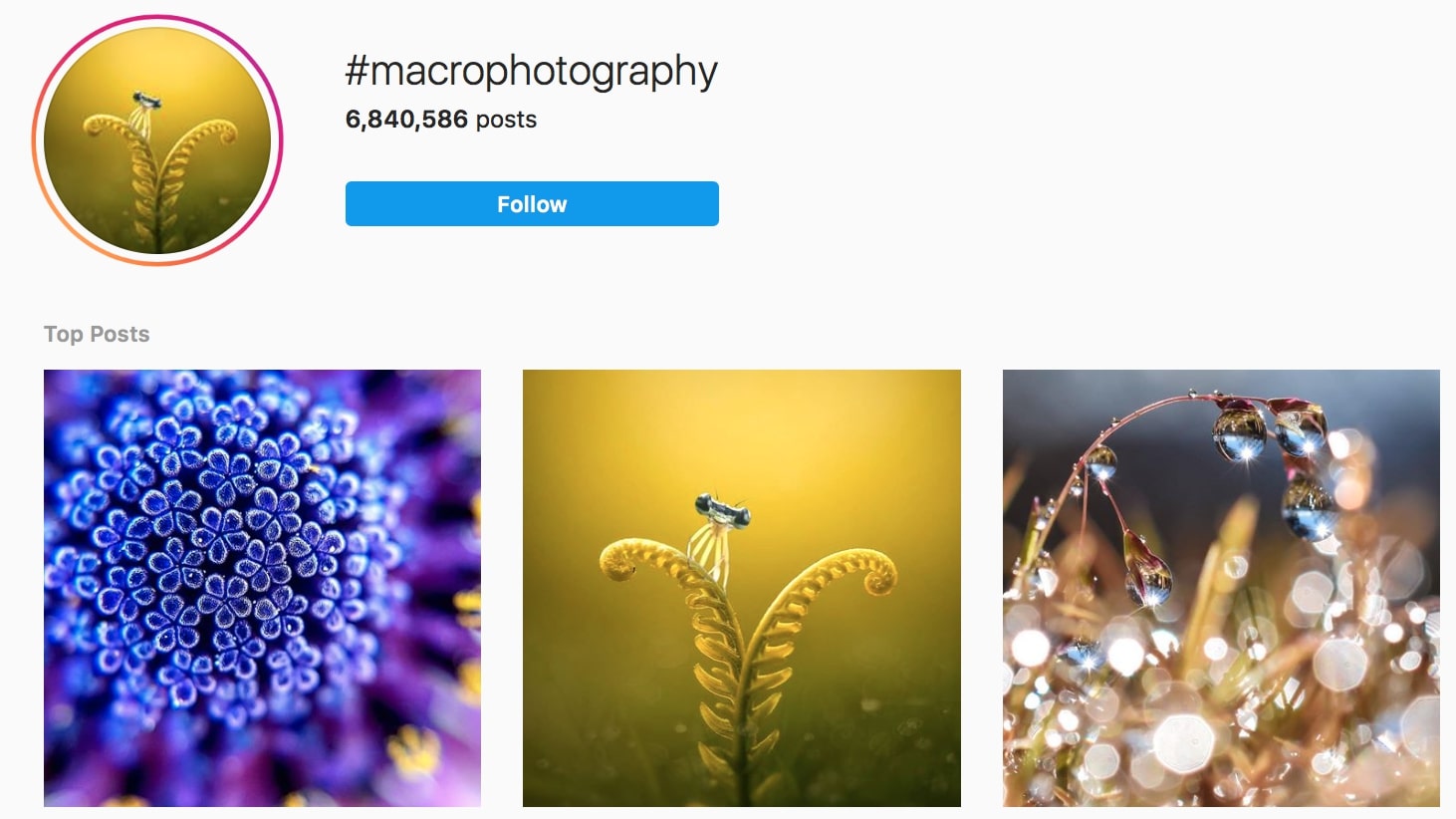 Macro Photography Hashtags