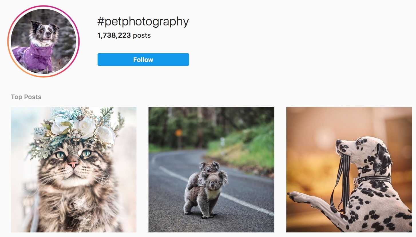 Pet Photography Hashtags
