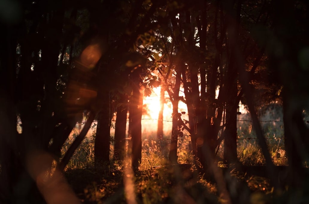 golden hour settings bush trees sunset