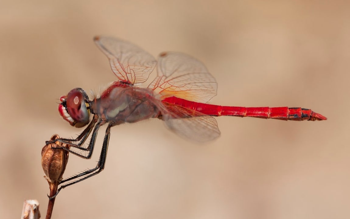 macro photography dragon fly camera settings