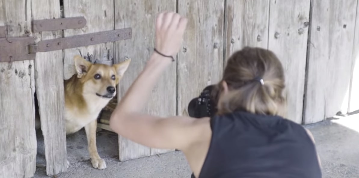 Best Settings For Dog Photography Best Settings For Dog Photography