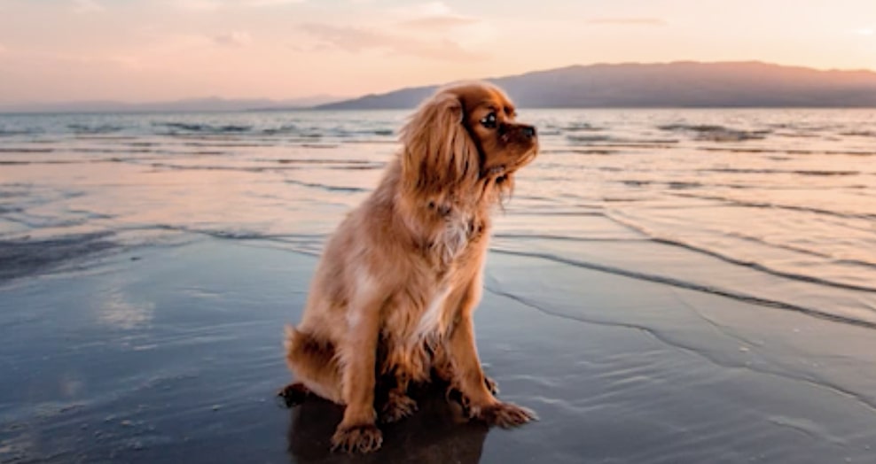 How to capture great dog photographs How to capture great dog photographs